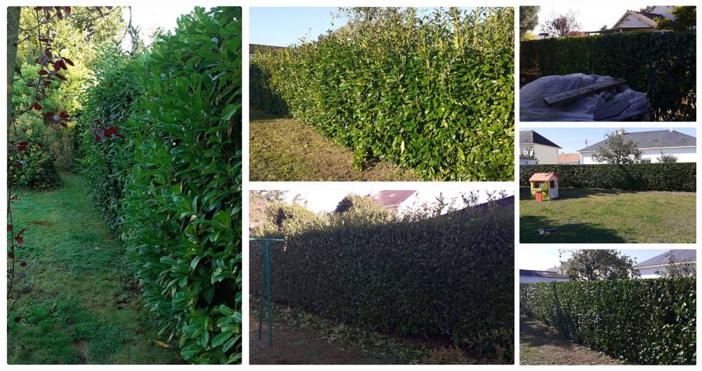 Entretien d'espaces verts